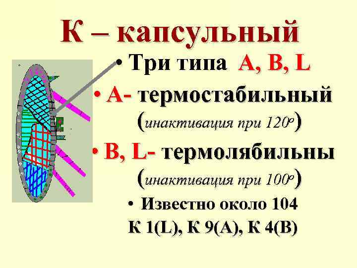 К – капсульный • Три типа А, В, L • А- термостабильный (инактивация при