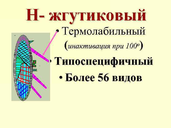 Н- жгутиковый • Термолабильный (инактивация при 100 о) • Типоспецифичный • Более 56 видов