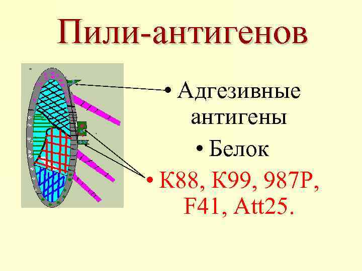 Пили-антигенов • Адгезивные антигены • Белок • К 88, К 99, 987 Р, F