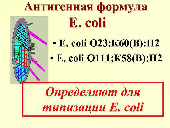 Антигенная формула E. coli • E. coli О 23: К 60(В): Н 2 •