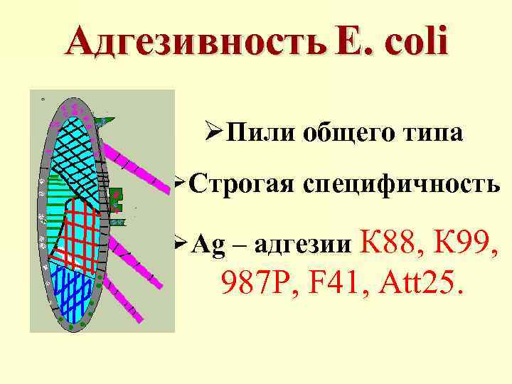 Адгезивность E. coli ØПили общего типа ØСтрогая специфичность ØАg – адгезии К 88, К