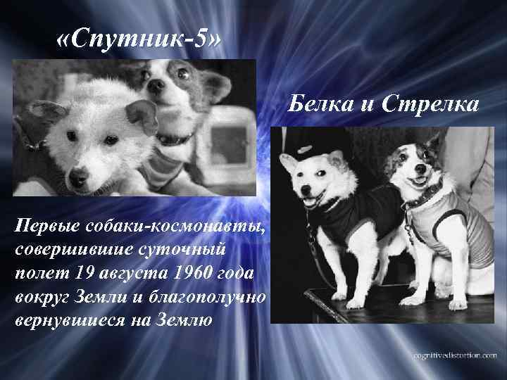  «Спутник-5» Белка и Стрелка Первые собаки-космонавты, совершившие суточный полет 19 августа 1960 года