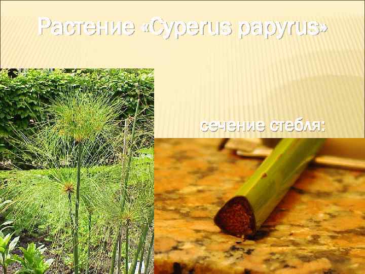 Растение «Cyperus papyrus» сечение стебля: 