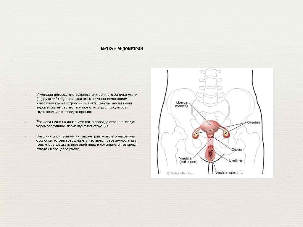 МАТКА и ЭНДОМЕТРИЙ ✦ ✦ ✦ У женщин детородного возраста внутренняя оболочка матки (эндометрий)