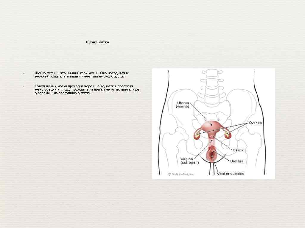 Шейка матки ✦ ✦ Шейка матки – это нижний край матки. Она находится в