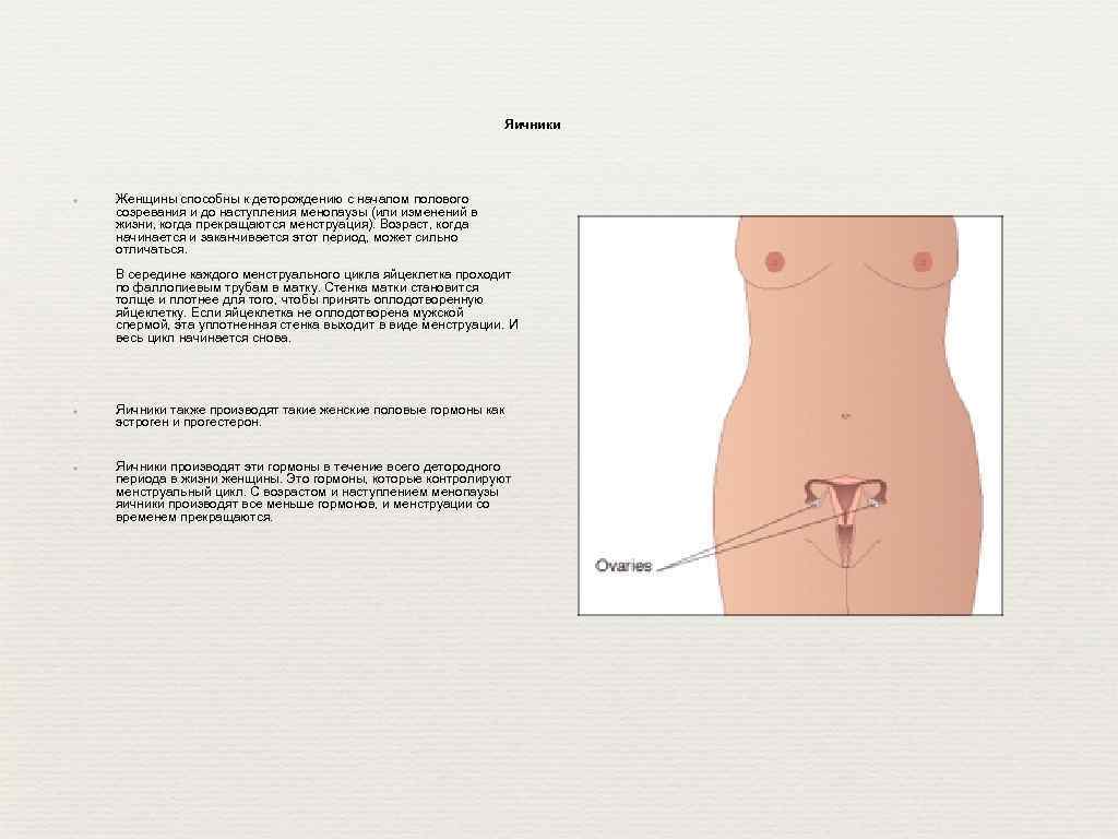 Яичники ✦ Женщины способны к деторождению с началом полового созревания и до наступления менопаузы