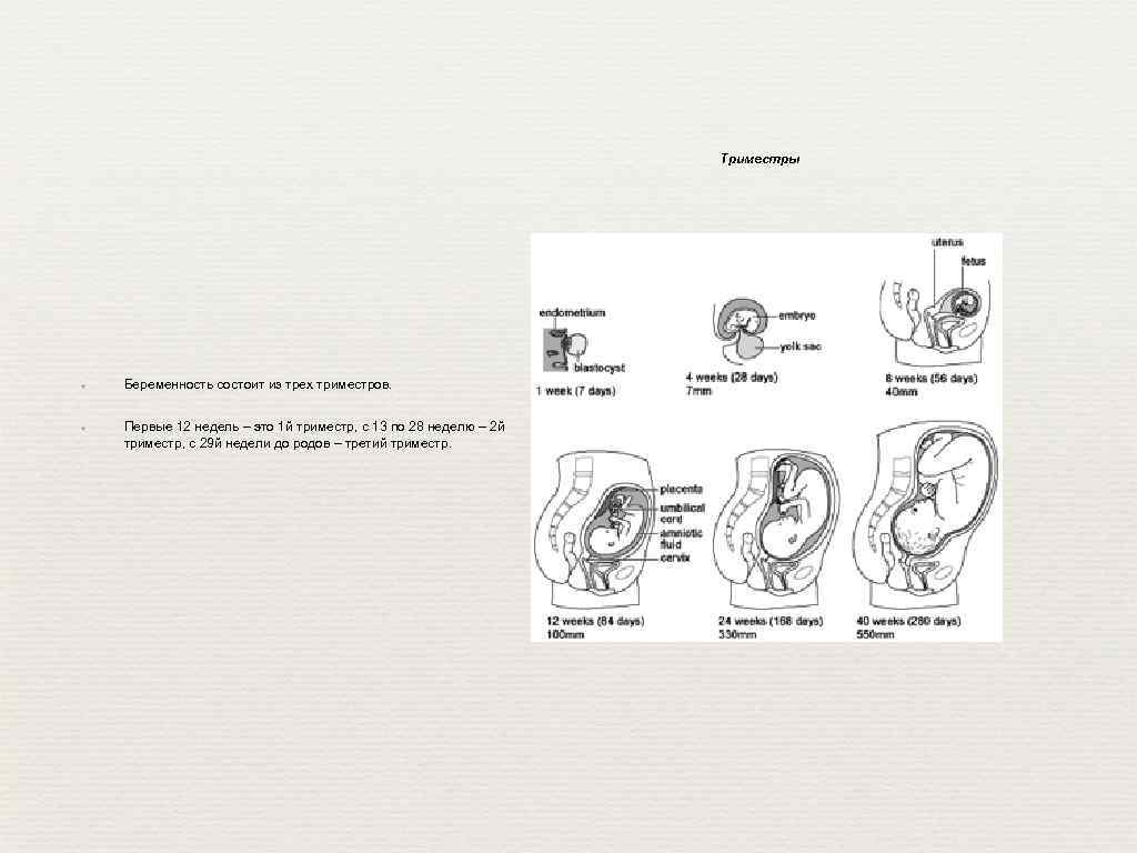 Триместры ✦ ✦ Беременность состоит из трех триместров. Первые 12 недель – это 1