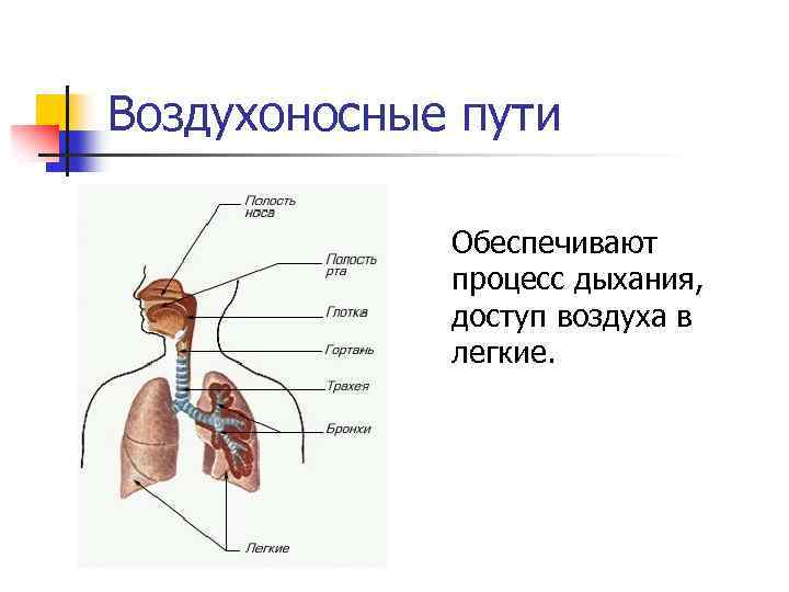 Воздухоносные пути Обеспечивают процесс дыхания, доступ воздуха в легкие. 