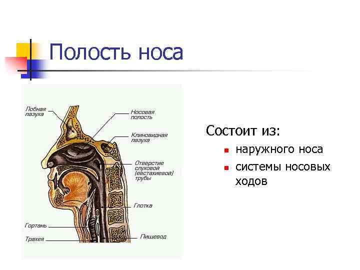 Полость носа Состоит из: n n наружного носа системы носовых ходов 