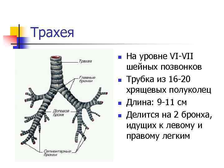 Трахея n n На уровне VI-VII шейных позвонков Трубка из 16 -20 хрящевых полуколец