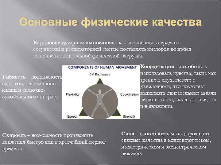 Основные физические качества Кардиоваскулярная выносливость - способность сердечнососудистой и респираторной систем поставлять кислород во