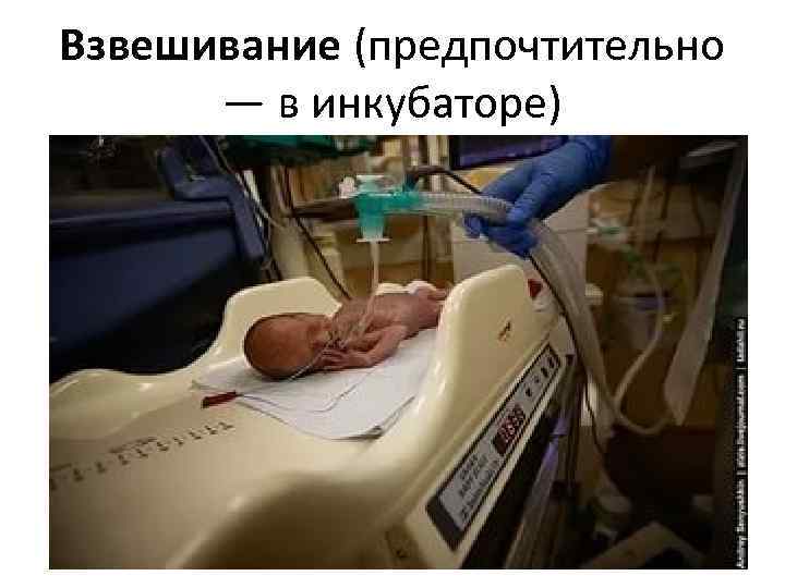 Взвешивание (предпочтительно — в инкубаторе) 