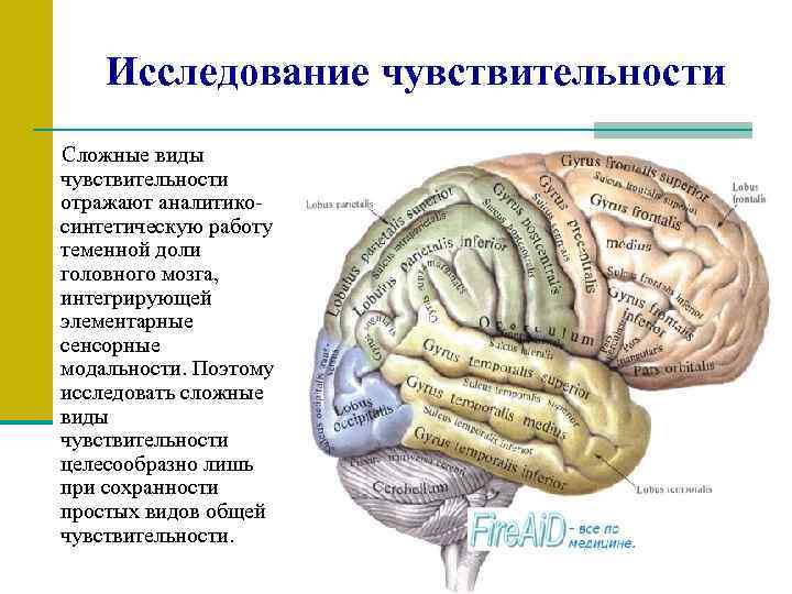 Исследование чувствительности Сложные виды чувствительности отражают аналитикосинтетическую работу теменной доли головного мозга, интегрирующей элементарные