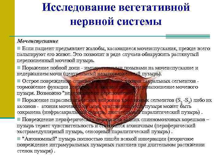 Исследование вегетативной нервной системы Мочеиспускание n Если пациент предъявляет жалобы, касающиеся мочеиспускания, прежде всего