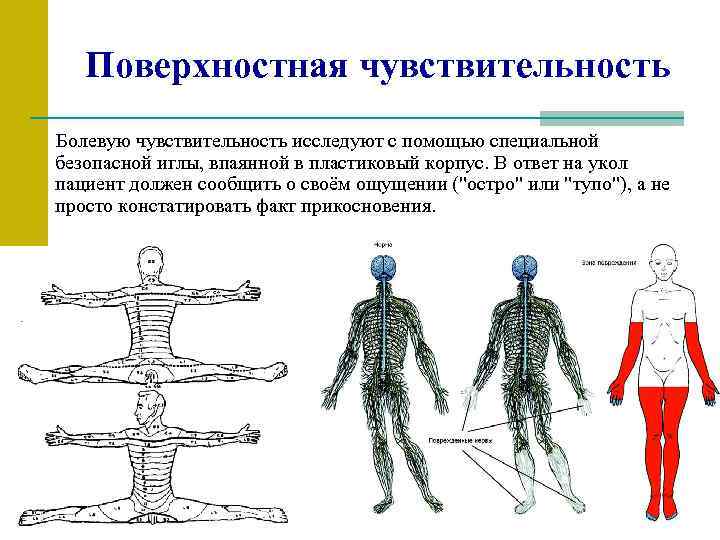 Поверхностная чувствительность. Проводники поверхностной чувствительности неврология. Поверхностная чувствительность неврология схема. Пути поверхностной и глубокой чувствительности неврология. Анатомия пути поверхностной чувствительности.