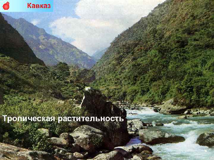 Кавказ Тропическая растительность 