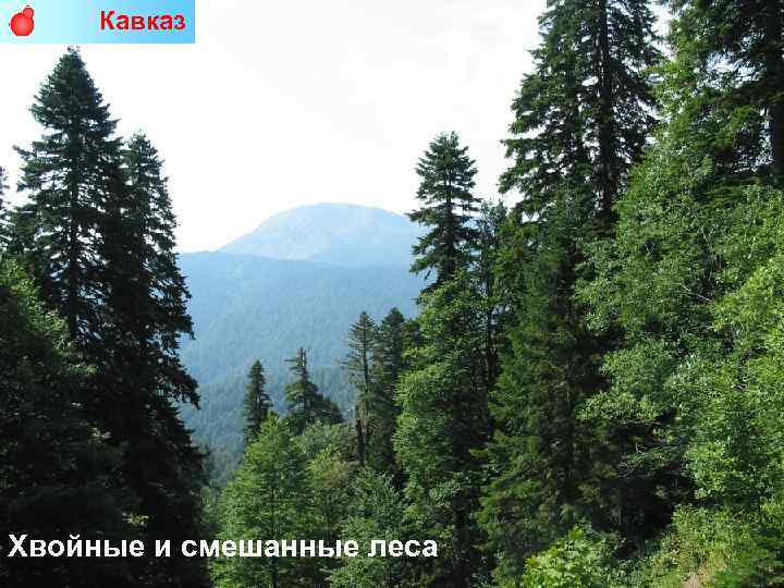 Кавказ Хвойные и смешанные леса 