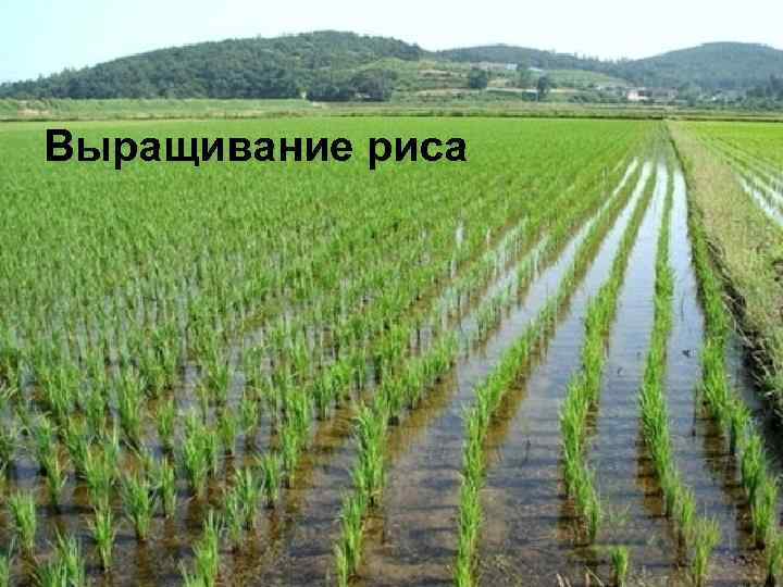 Выращивание риса 
