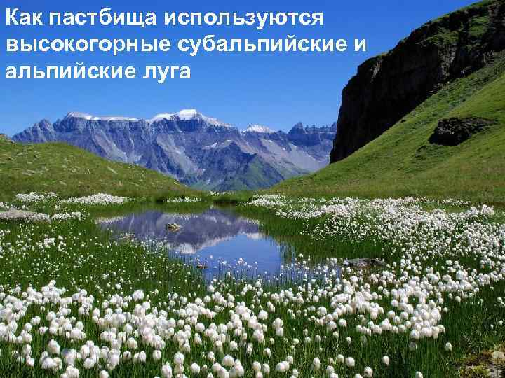 Как пастбища используются высокогорные субальпийские и альпийские луга 