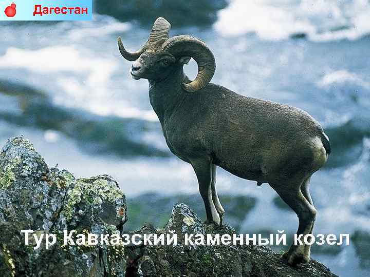 Дагестан Тур Кавказский каменный козел 