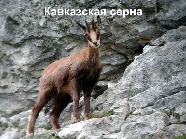 Кавказская серна 