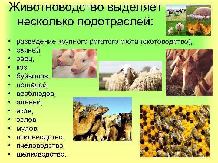 Животноводство выделяет несколько подотраслей: • • • • разведение крупного рогатого скота (скотоводство), свиней,