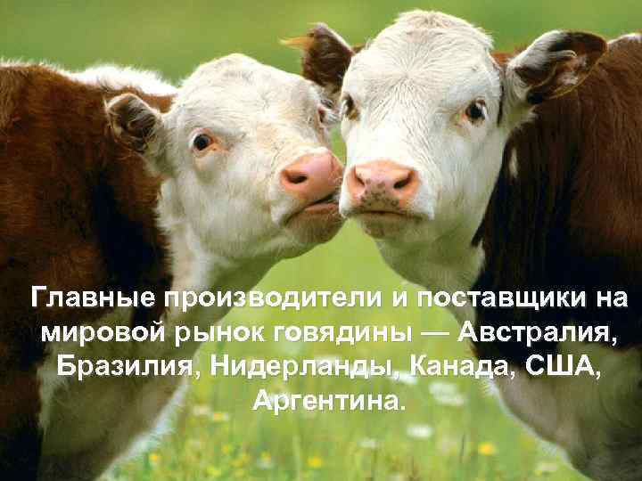 Главные производители и поставщики на мировой рынок говядины — Австралия, Бразилия, Нидерланды, Канада, США,