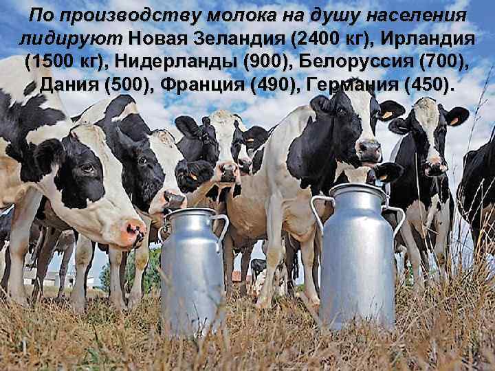 По производству молока на душу населения лидируют Новая Зеландия (2400 кг), Ирландия (1500 кг),