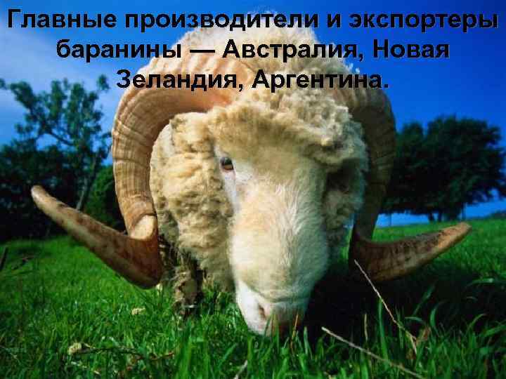 Главные производители и экспортеры баранины — Австралия, Новая Зеландия, Аргентина. 