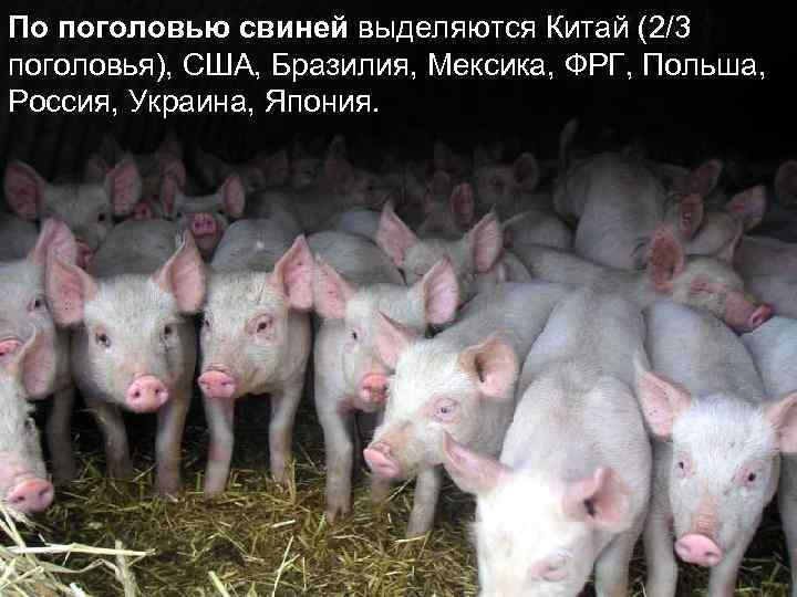 По поголовью свиней выделяются Китай (2/3 поголовья), США, Бразилия, Мексика, ФРГ, Польша, Россия, Украина,