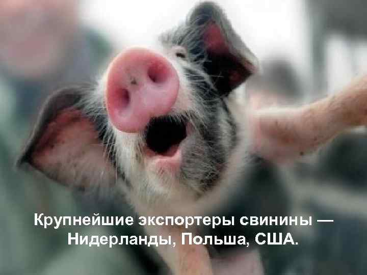 Крупнейшие экспортеры свинины — Нидерланды, Польша, США. 