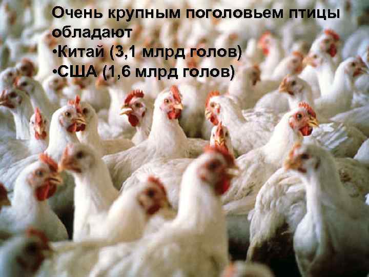 Очень крупным поголовьем птицы обладают • Китай (3, 1 млрд голов) • США (1,