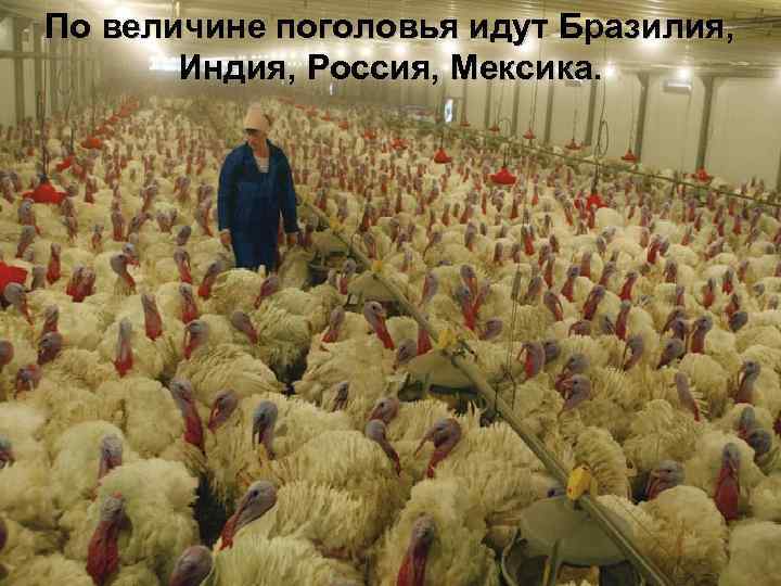По величине поголовья идут Бразилия, Индия, Россия, Мексика. 