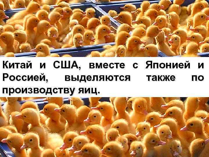 Китай и США, вместе с Японией и Россией, выделяются также по производству яиц. 