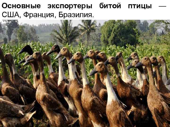 Основные экспортеры битой птицы — США, Франция, Бразилия. 