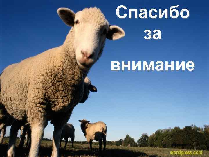 Спасибо за внимание 