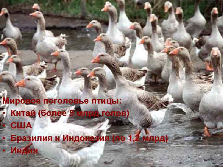 Мировое поголовье птицы: • Китай (более 5 млрд голов) • США • Бразилия и