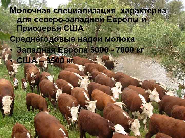 Молочная специализация характерна для северо-западной Европы и Приозерья США Среднегодовые надои молока • Западная