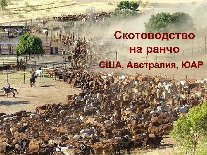 Скотоводство на ранчо США, Австралия, ЮАР 
