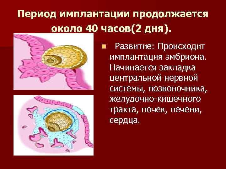 Период имплантации продолжается около 40 часов(2 дня). n Развитие: Происходит имплантация эмбриона. Начинается закладка