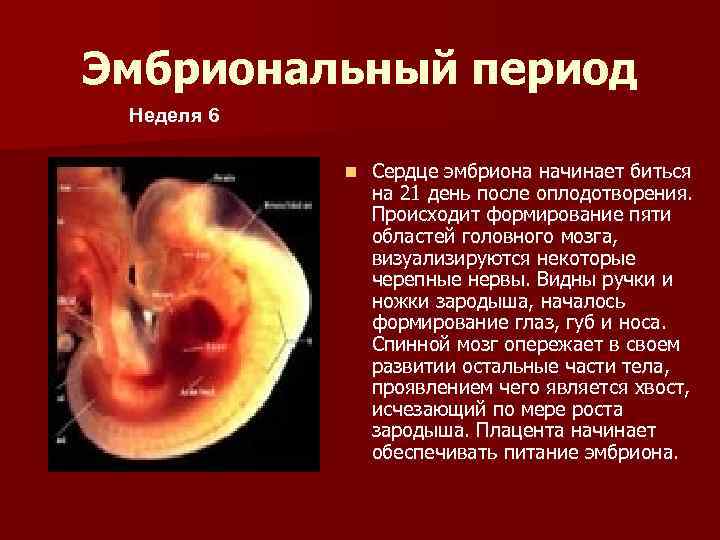 На какой недели появляется. Сердце эмбриона начинает биться. Когда начинает биться сердце у эмбриона. Когда у ребёнка начинает биться сердце. Когда начинает биться сердечко у эмбриона.