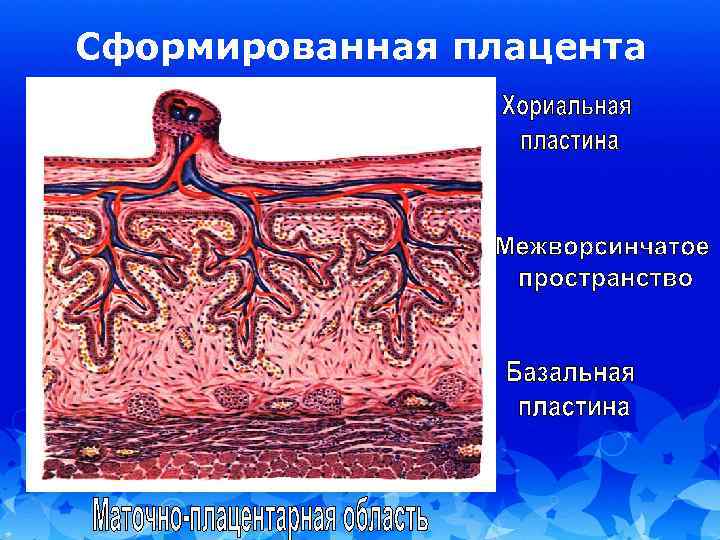 Общий план строения детской части плаценты