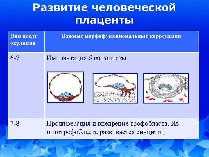 Типы плацент презентация