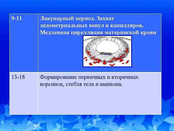 9 -11 Лакунарный период. Захват эндометриальных венул и капилляров. Медленная циркуляция материнской крови 13