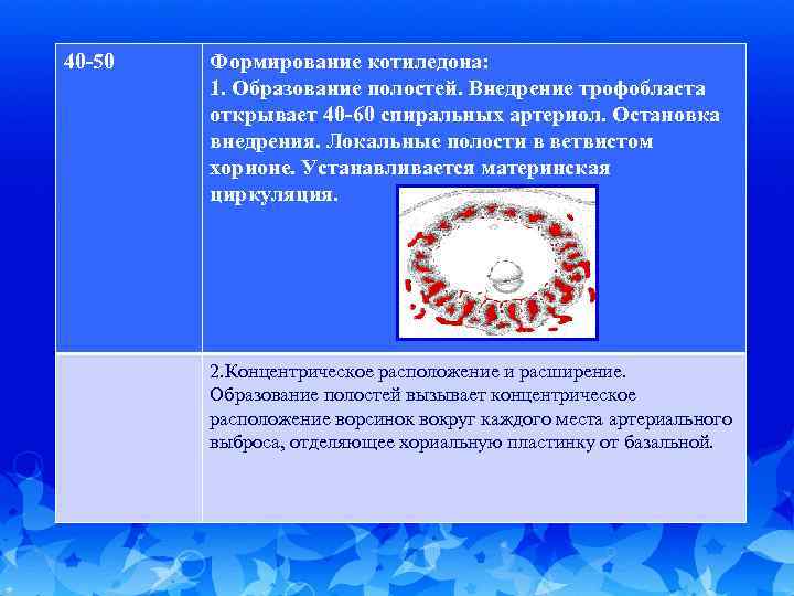 40 -50 Формирование котиледона: 1. Образование полостей. Внедрение трофобласта открывает 40 -60 спиральных артериол.
