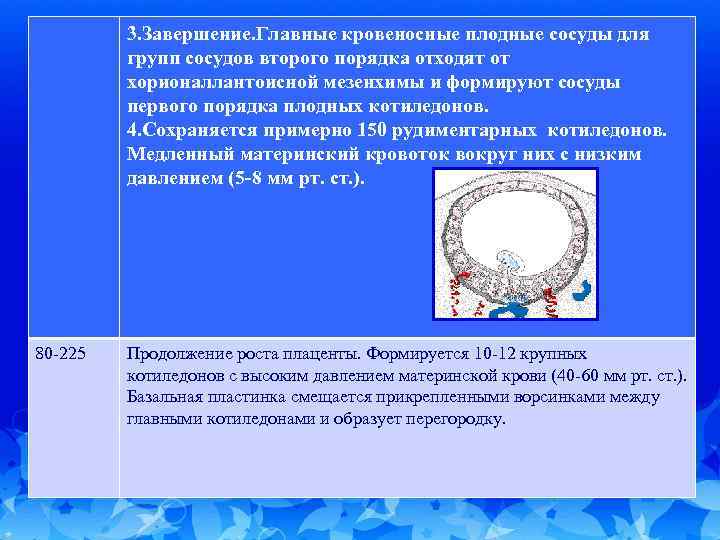 3. Завершение. Главные кровеносные плодные сосуды для групп сосудов второго порядка отходят от хорионаллантоисной