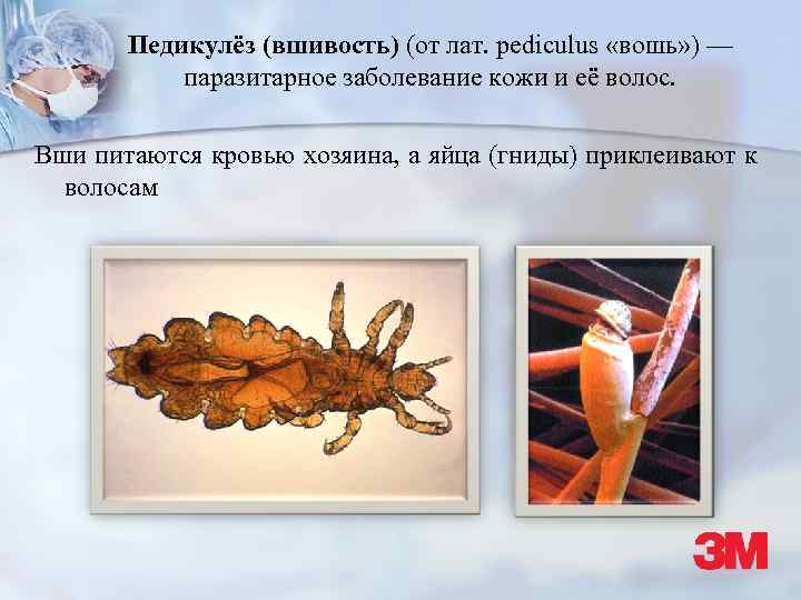 Педикулёз (вшивость) (от лат. pediculus «вошь» ) — паразитарное заболевание кожи и её волос.