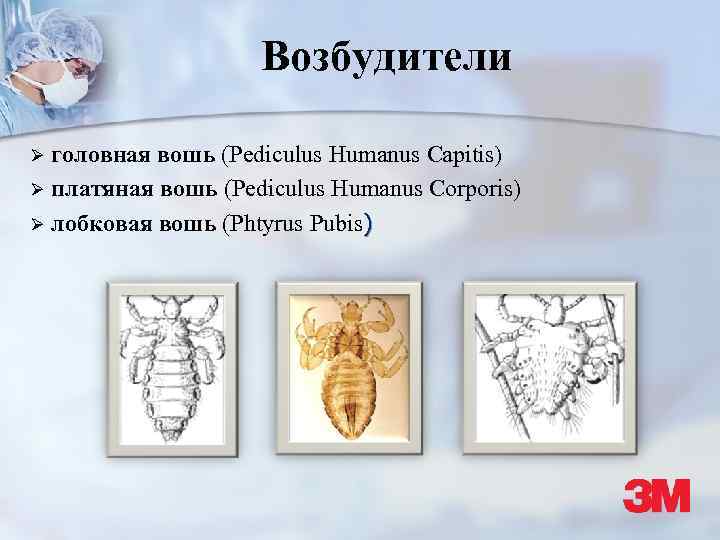 Возбудители головная вошь (Pediculus Humanus Capitis) Ø платяная вошь (Pediculus Humanus Corporis) Ø лобковая