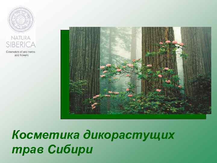 Cosmetics of wild herbs and flowers Косметика дикорастущих трав Сибири 