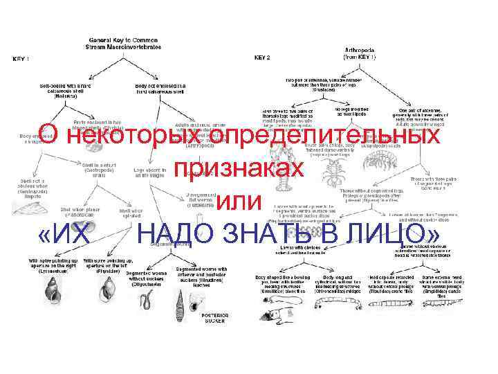 О некоторых определительных признаках или «ИХ НАДО ЗНАТЬ В ЛИЦО» 